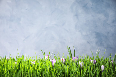 Photo of Fresh green grass and crocus flowers on light grey background, space for text. Spring season