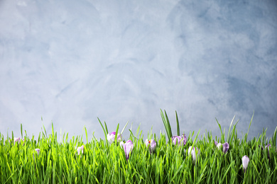 Fresh green grass and crocus flowers on light grey background, space for text. Spring season