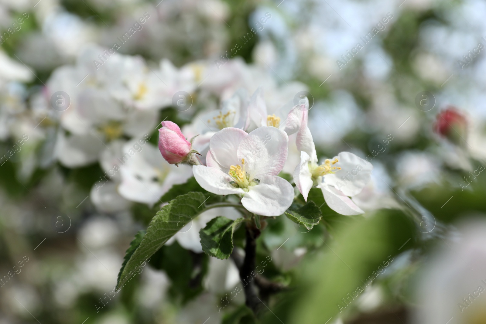 Photo of Closeup view of blossoming quince tree outdoors