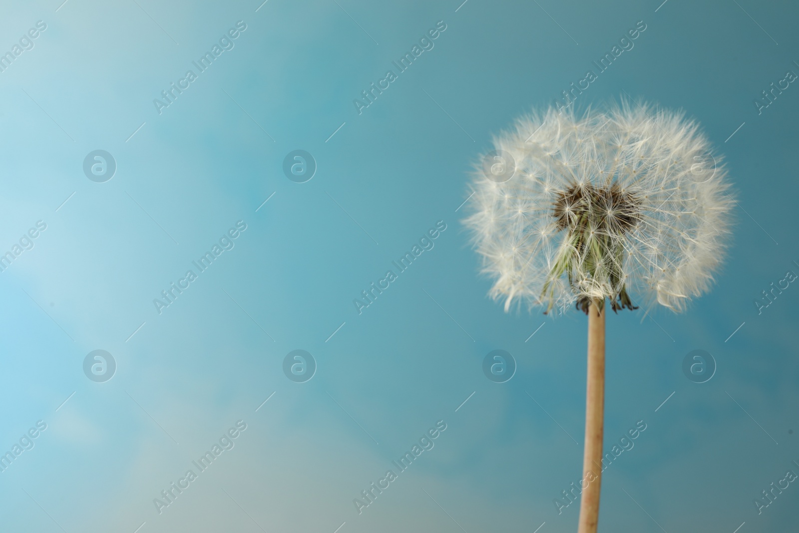 Photo of Beautiful dandelion flower on light blue background. Space for text