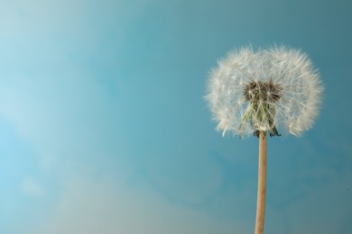 Photo of Beautiful dandelion flower on light blue background. Space for text