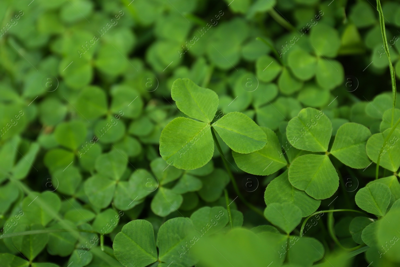 Photo of Beautiful bright green clover plants as background, closeup