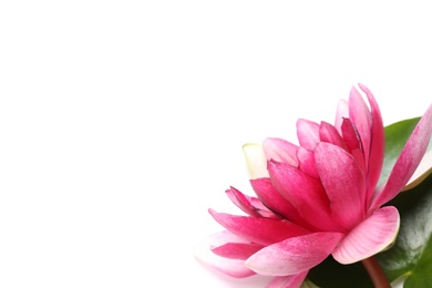 Photo of Beautiful blooming pink lotus flower with leaf on white background, closeup