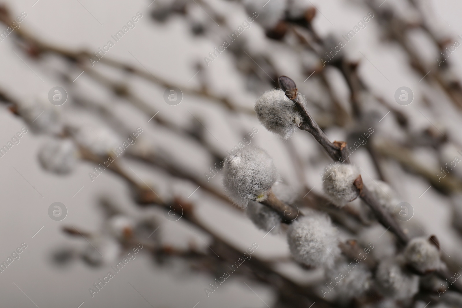 Photo of Beautiful blooming willow branches on light grey background, closeup. Space for text