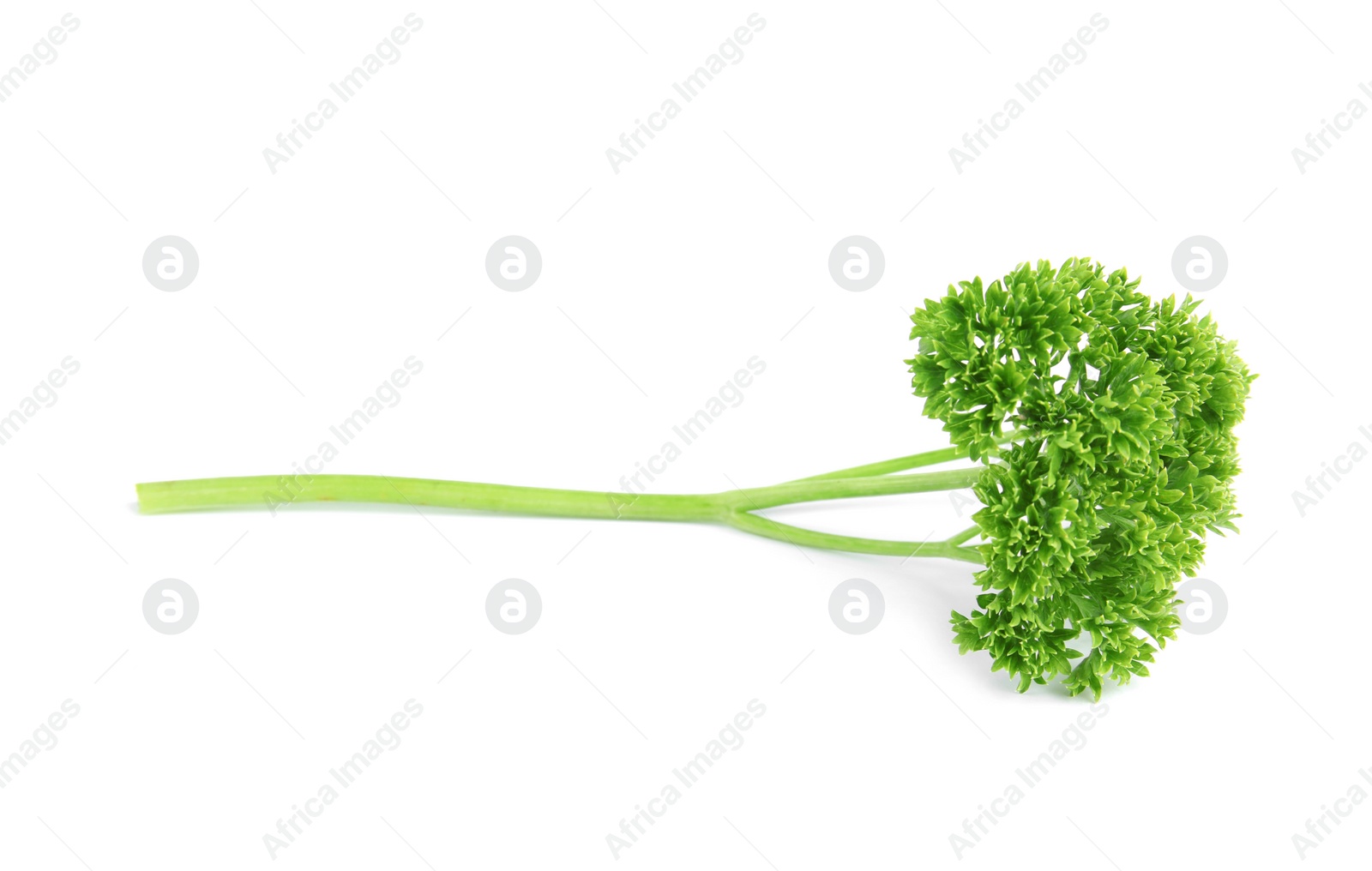 Photo of Fresh green organic parsley on white background