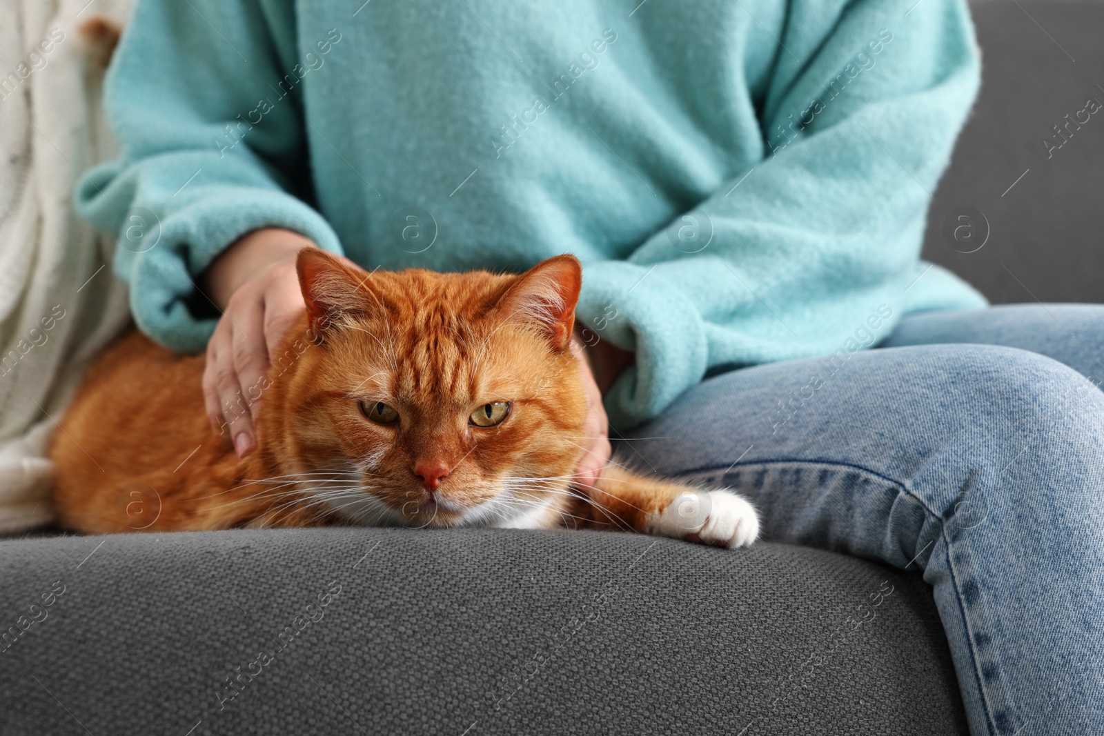 Photo of Woman petting cute cat on sofa at home, closeup