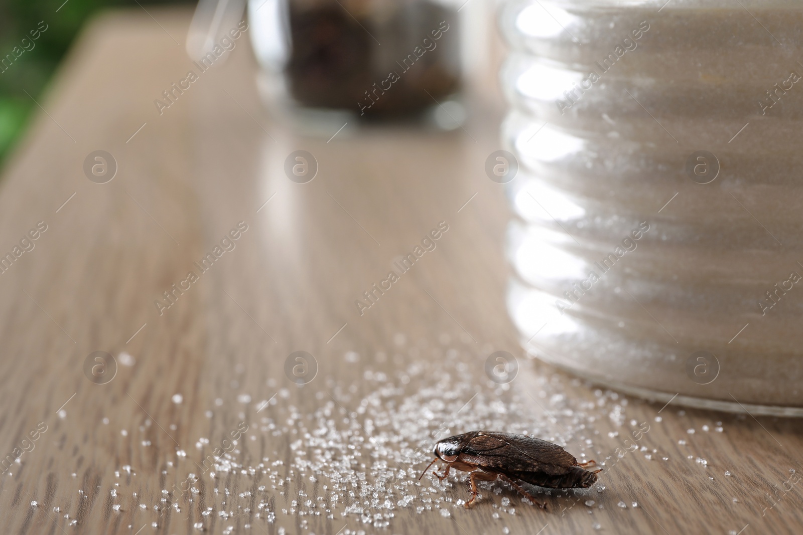 Photo of Cockroach and scattered sugar on wooden table, closeup. Pest control