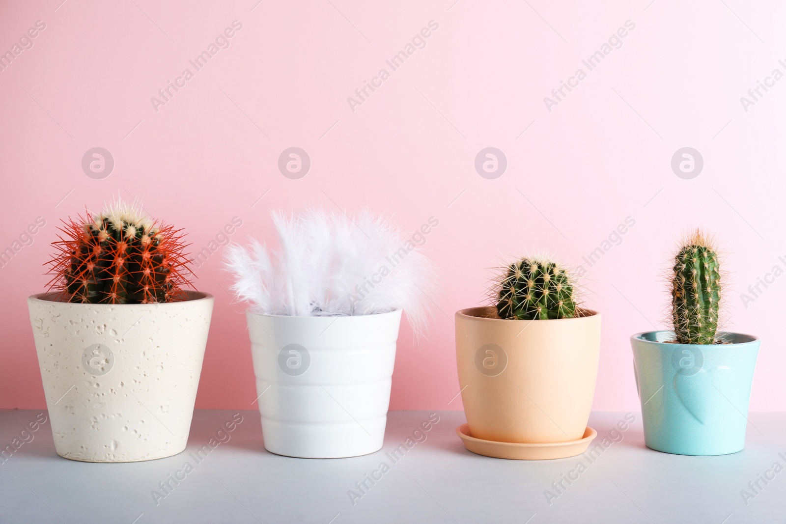 Photo of Cacti in flowerpots and one with feathers on color background. Be different