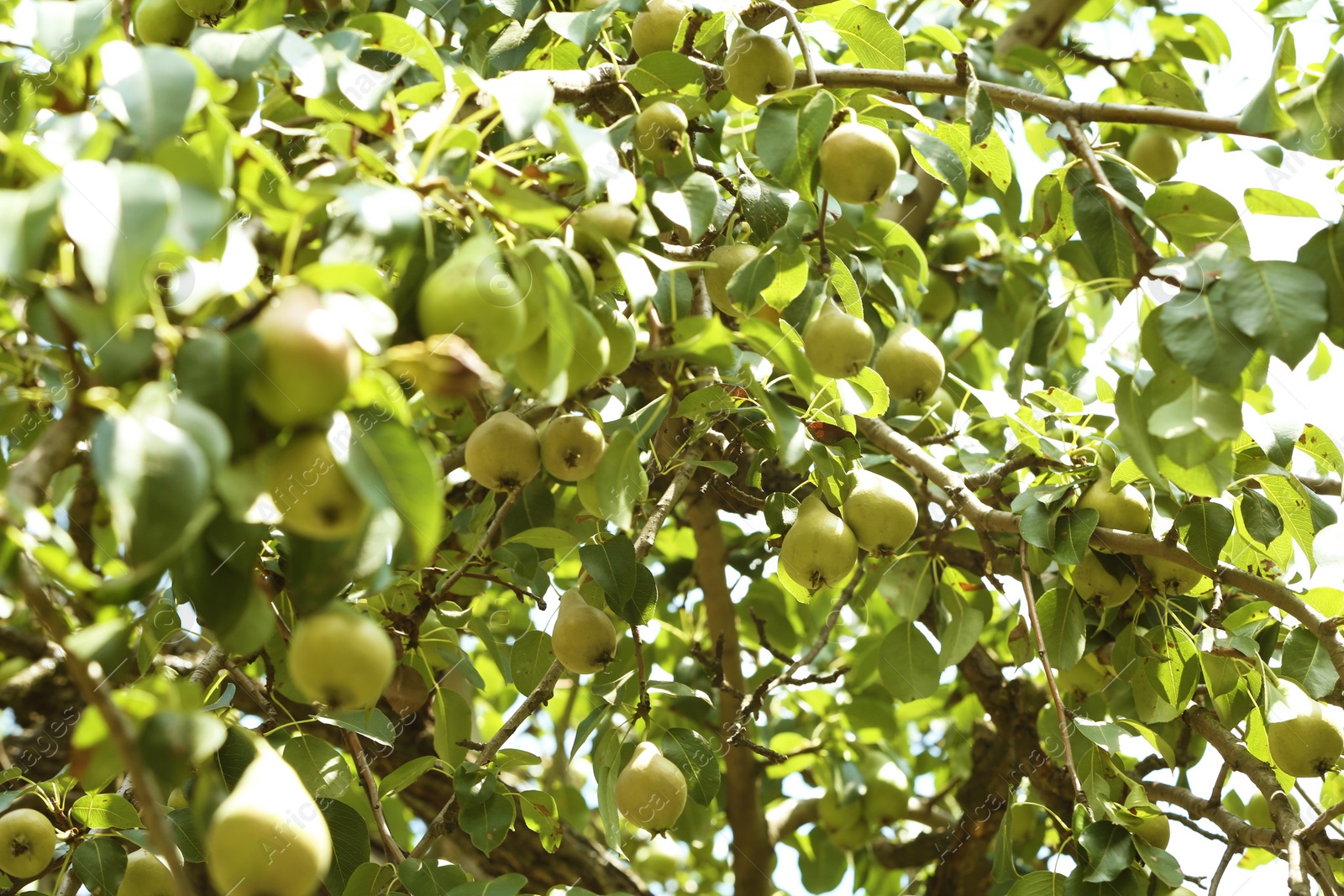 Photo of Pear tree with fruits on sunny day