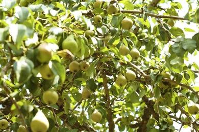 Photo of Pear tree with fruits on sunny day