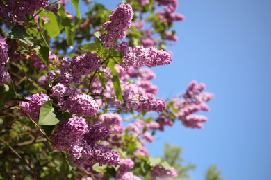 Photo of Closeup view of beautiful blossoming lilac shrub outdoors