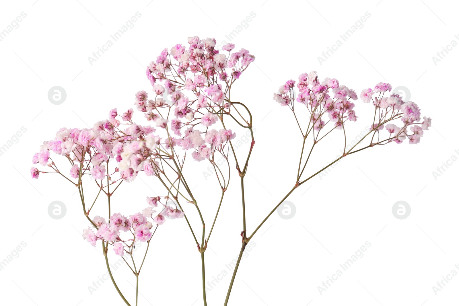 Photo of Beautiful colorful gypsophila flowers on white background