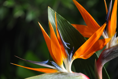 Photo of Bird of Paradise tropical flowers on blurred background, closeup