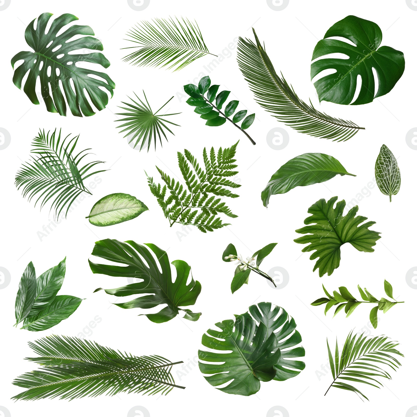 Image of Set with different tropical leaves on white background