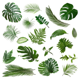 Set with different tropical leaves on white background