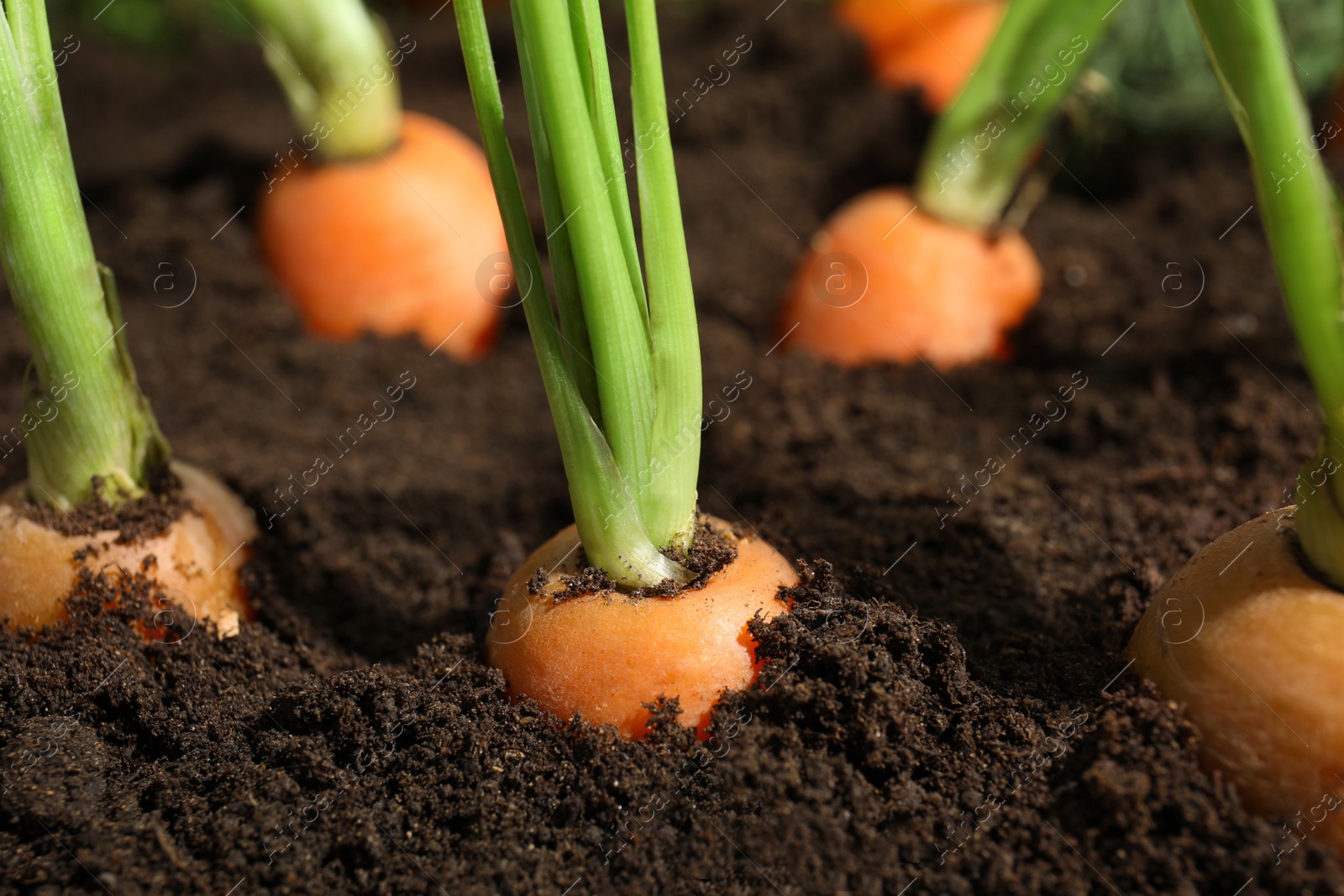 Photo of Ripe carrots in soil, closeup. Healthy diet