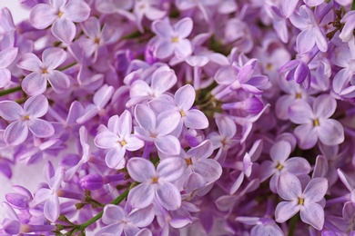 Photo of Beautiful blossoming lilac as background, closeup. Spring flowers