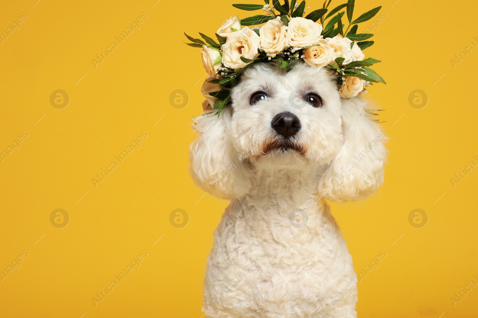 Photo of Adorable Bichon wearing wreath made of beautiful flowers on yellow background