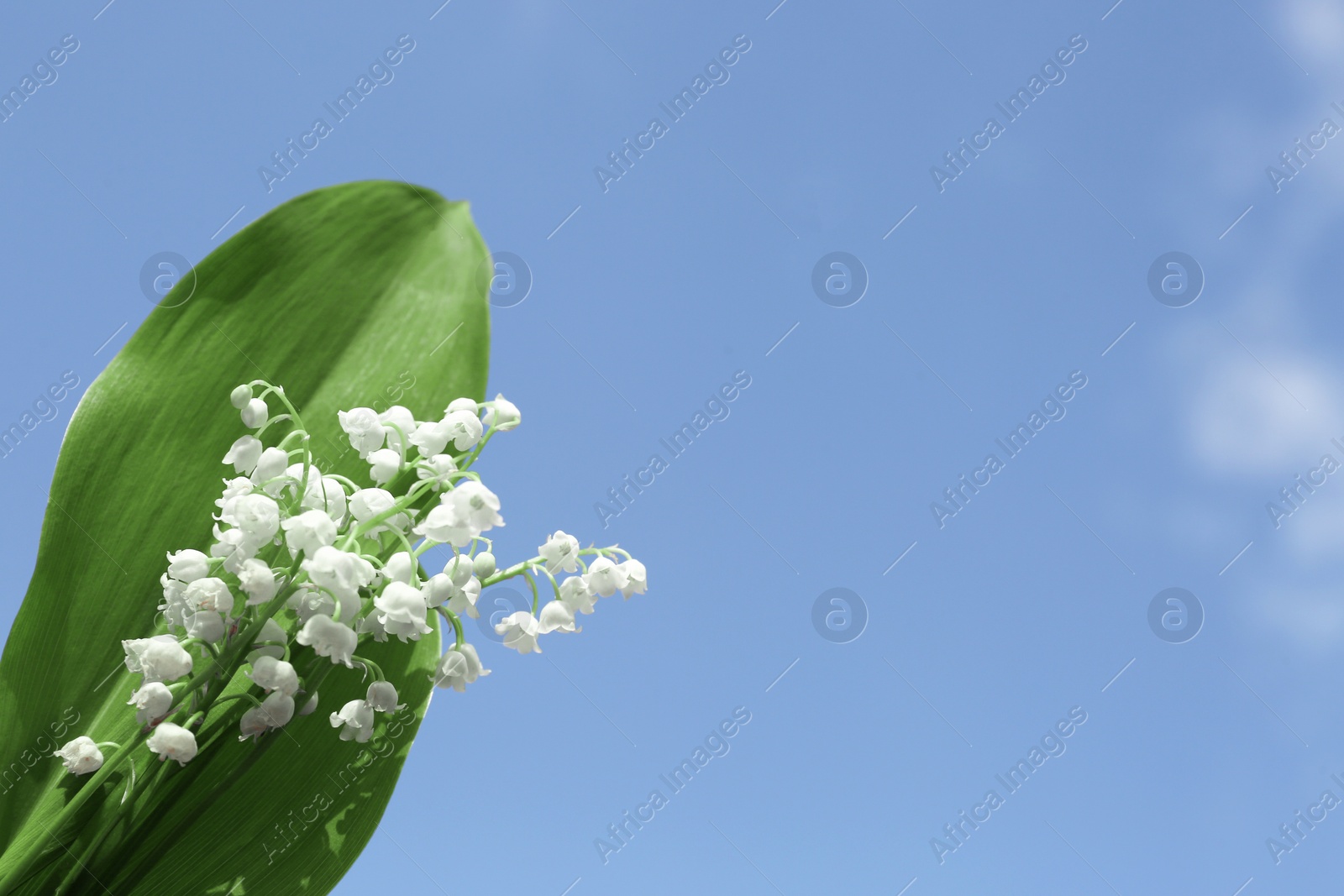 Photo of Beautiful lily of the valley flowers against blue sky, space for text