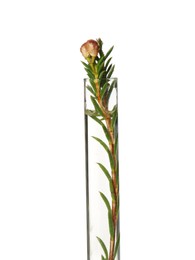 Photo of Beautiful flower in test tube on white background