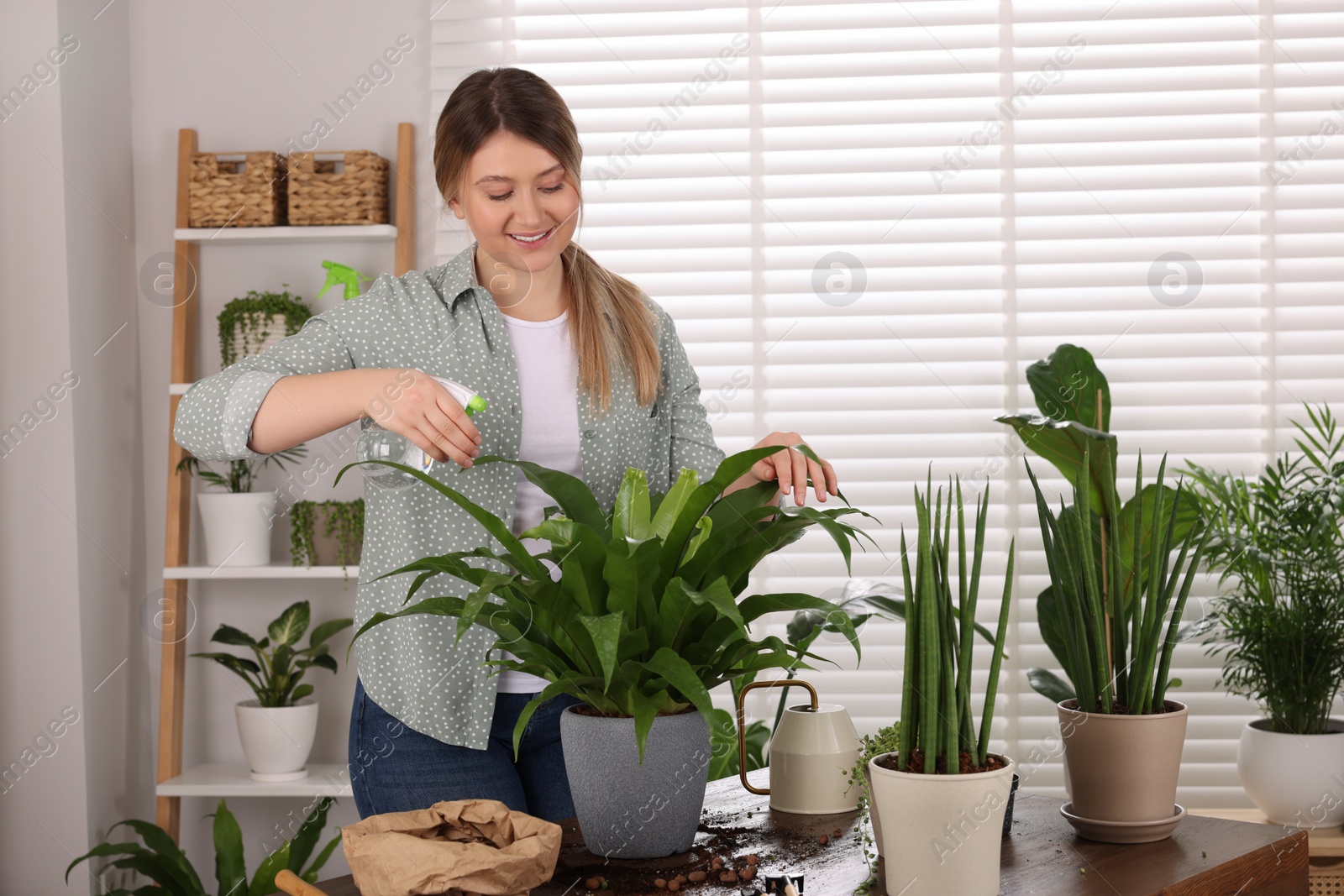 Photo of Woman spraying houseplants with water after transplanting at wooden table indoors