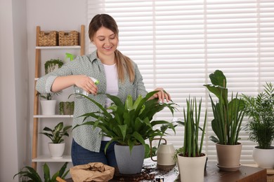 Woman spraying houseplants with water after transplanting at wooden table indoors