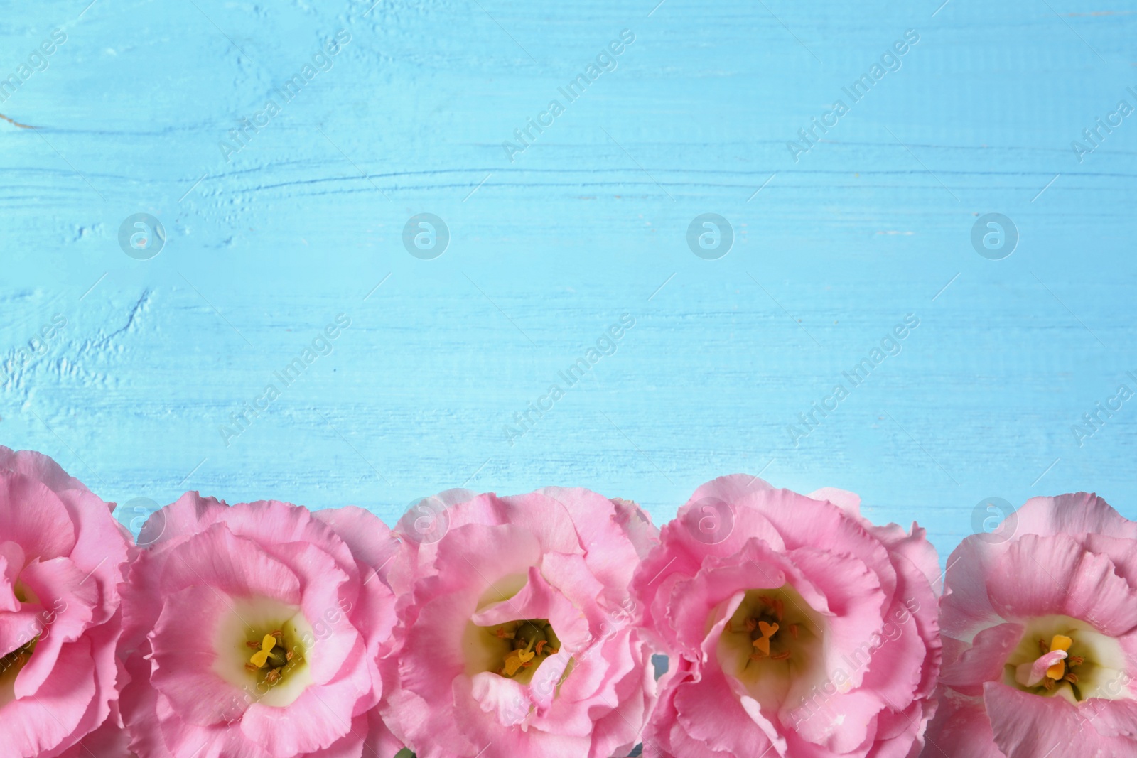 Photo of Flat lay composition with beautiful Eustoma flowers on wooden background