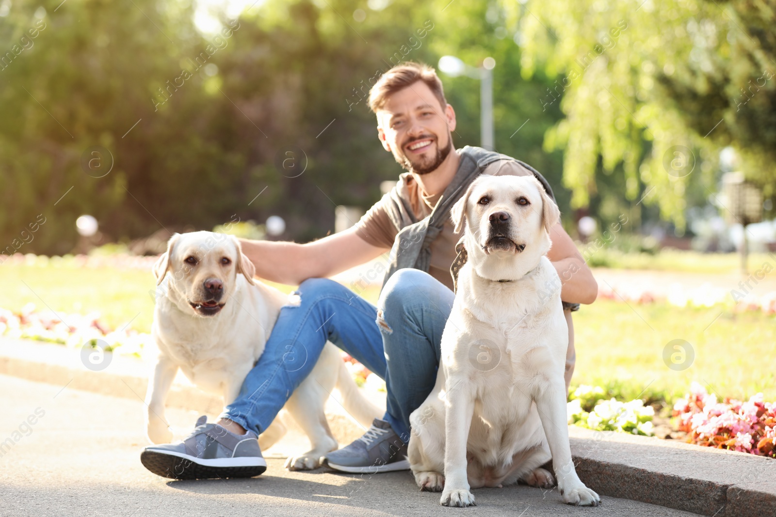 Photo of Cute yellow labrador retrievers with owner outdoors