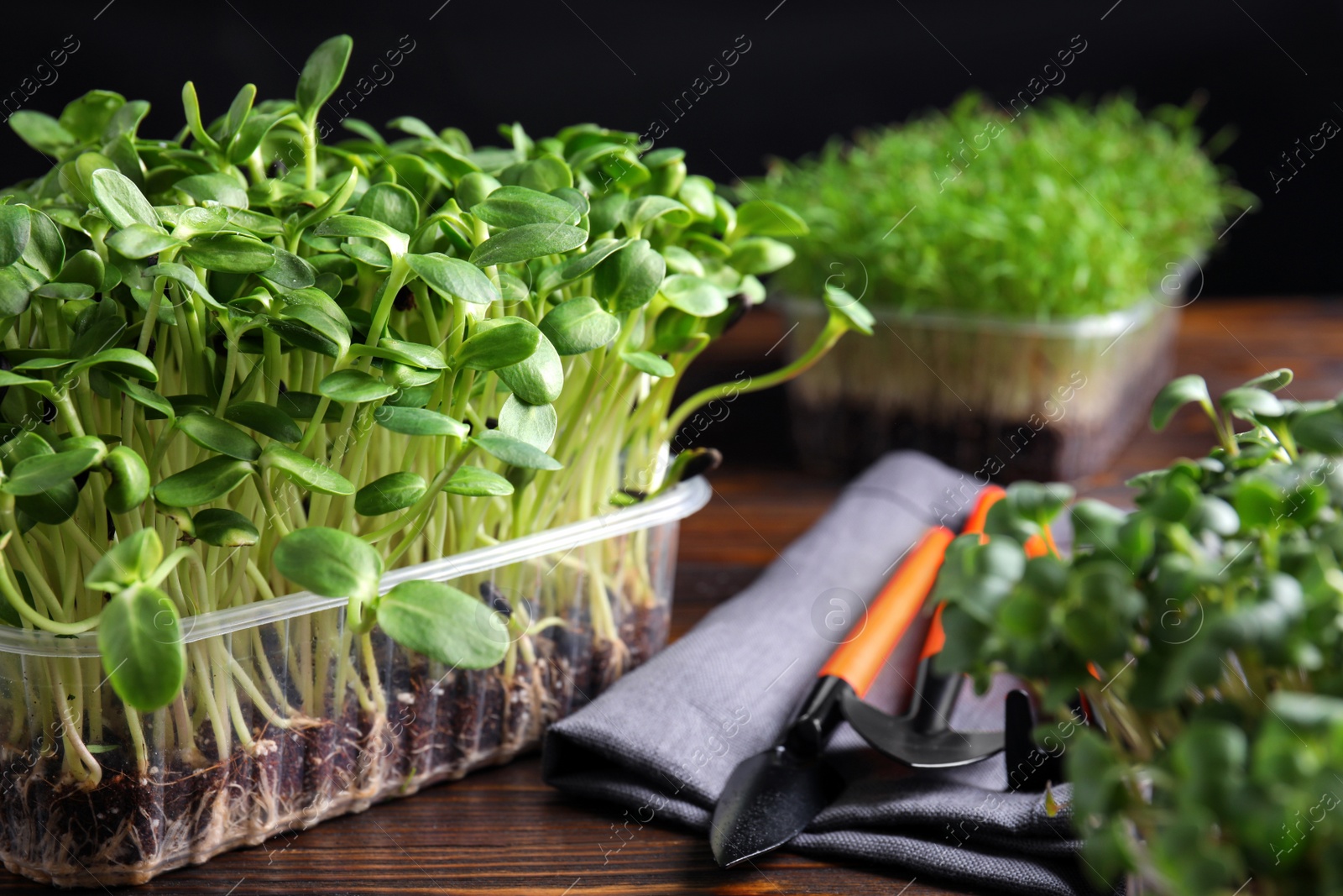 Photo of Fresh organic microgreens and gardening tools on wooden table, closeup