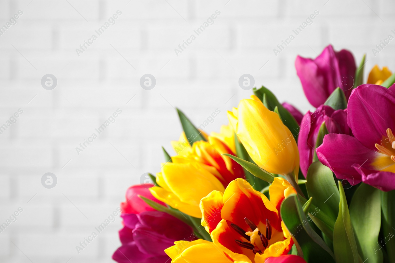 Photo of Beautiful spring tulips against white brick wall, closeup. Space for text