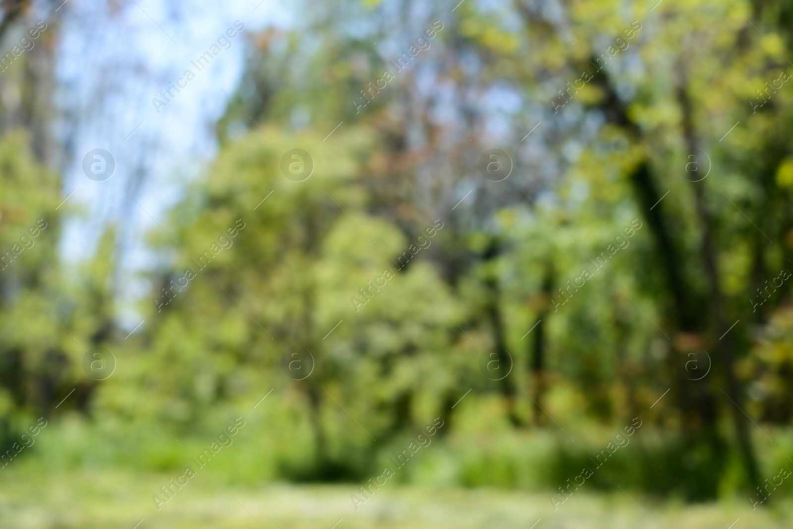 Photo of Park with trees on sunny day, blurred view. Bokeh effect