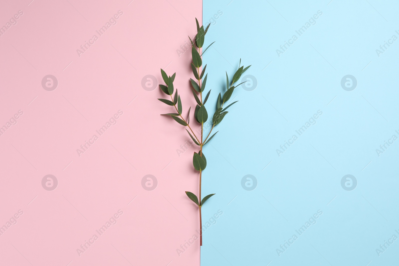 Photo of Eucalyptus branch with fresh leaves on color background, top view