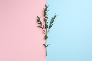 Eucalyptus branch with fresh leaves on color background, top view