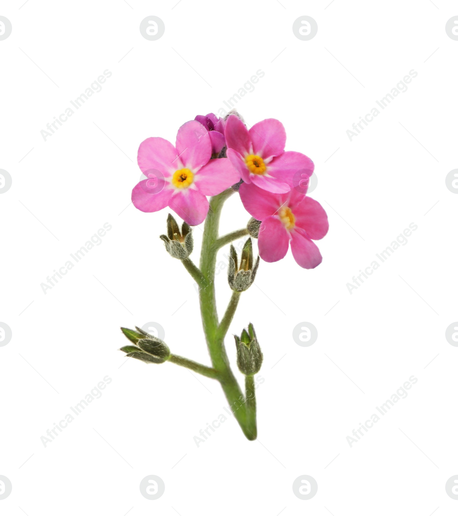 Photo of Delicate pink Forget-me-not flowers on white background