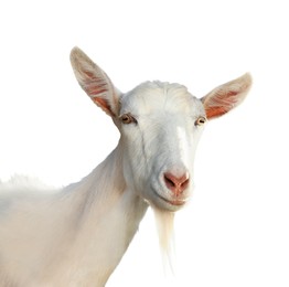 Cute goat isolated on white. Farm animal