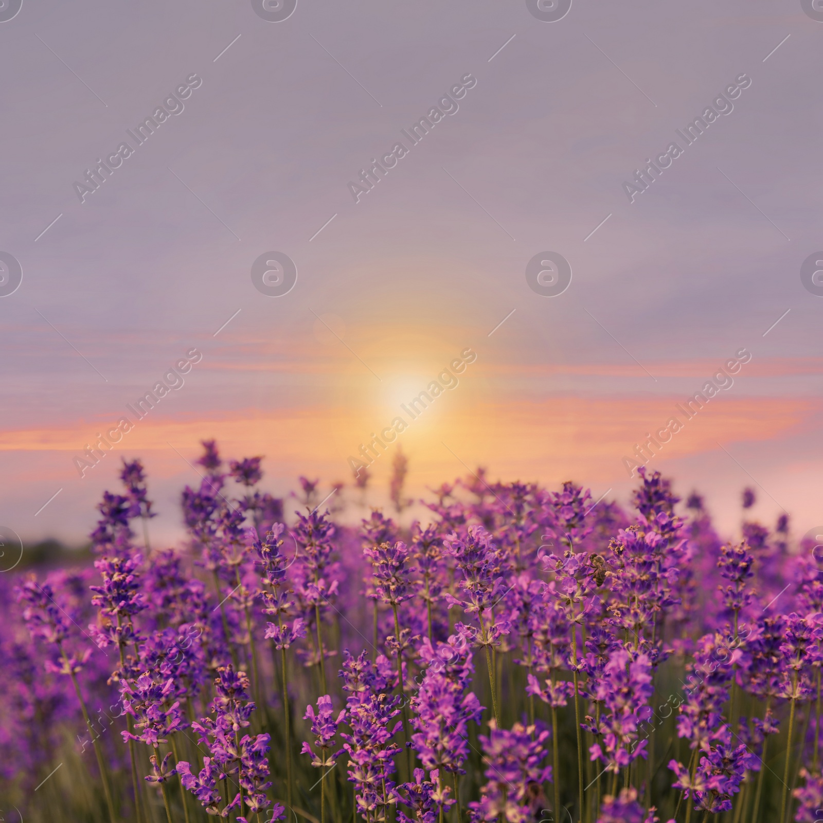 Image of Amazing lavender field at sunset, closeup view