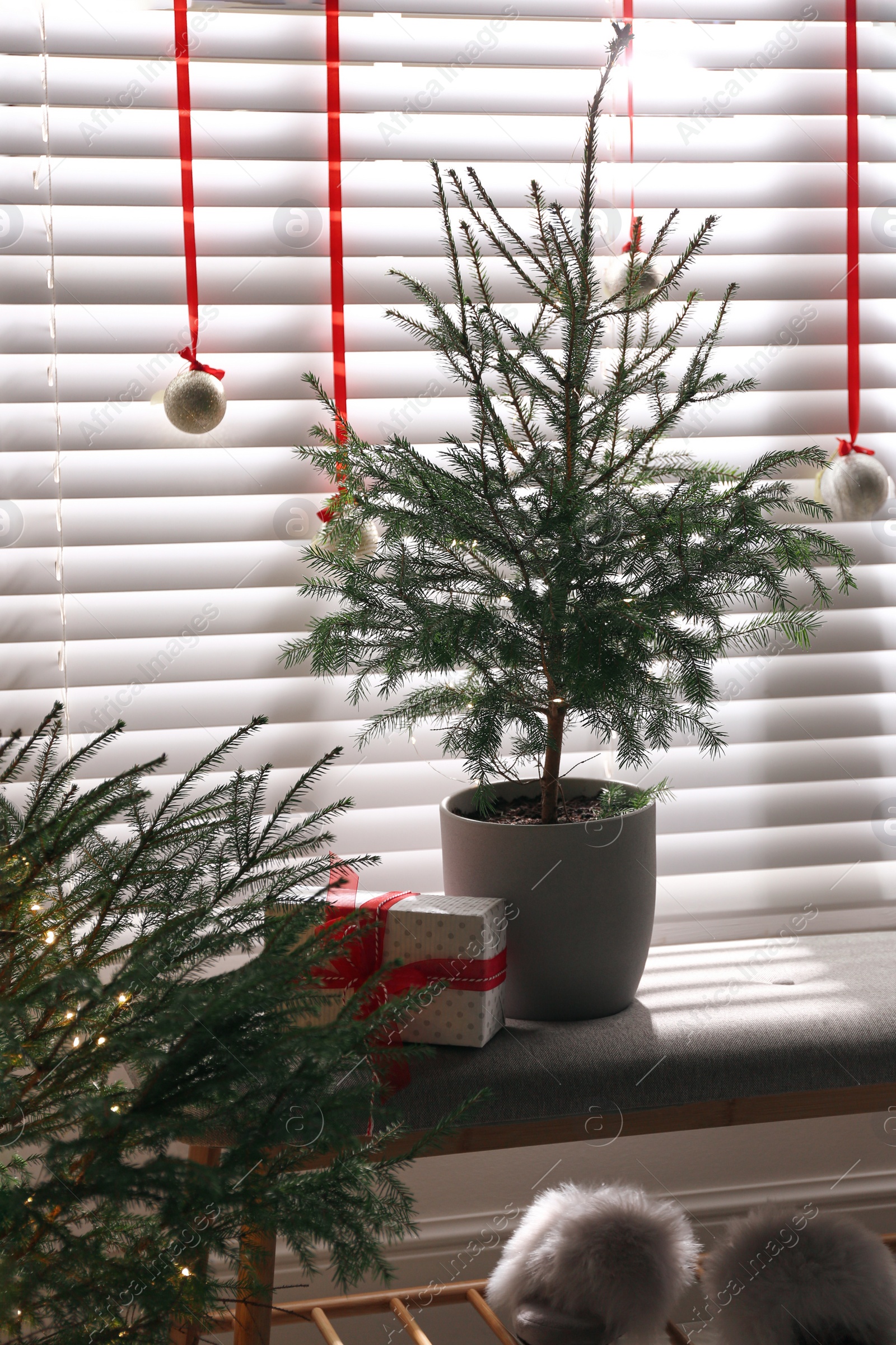 Photo of Beautiful room interior decorated with potted firs