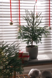 Beautiful room interior decorated with potted firs