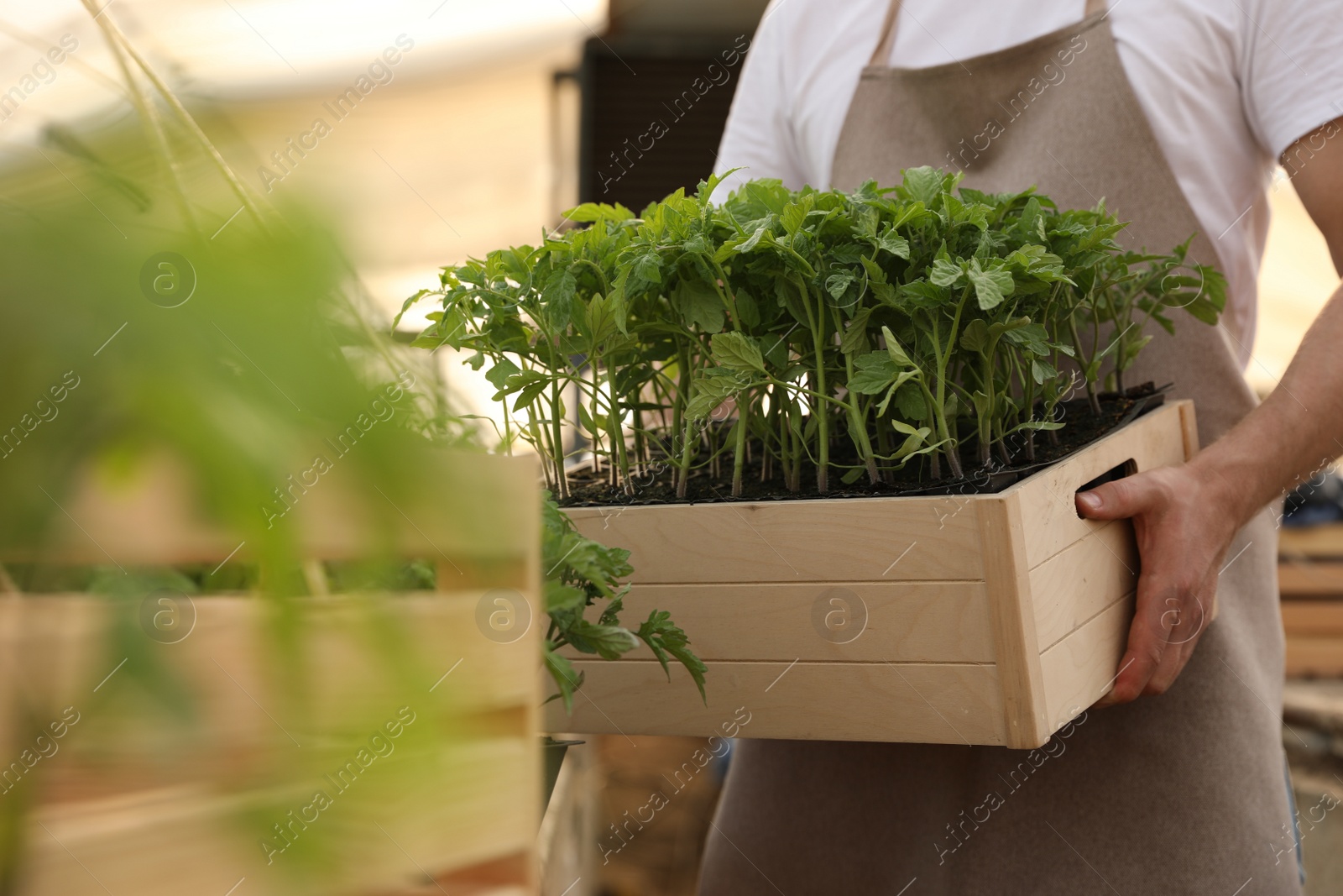 Photo of Man holding wooden crate with tomato seedlings in greenhouse, closeup