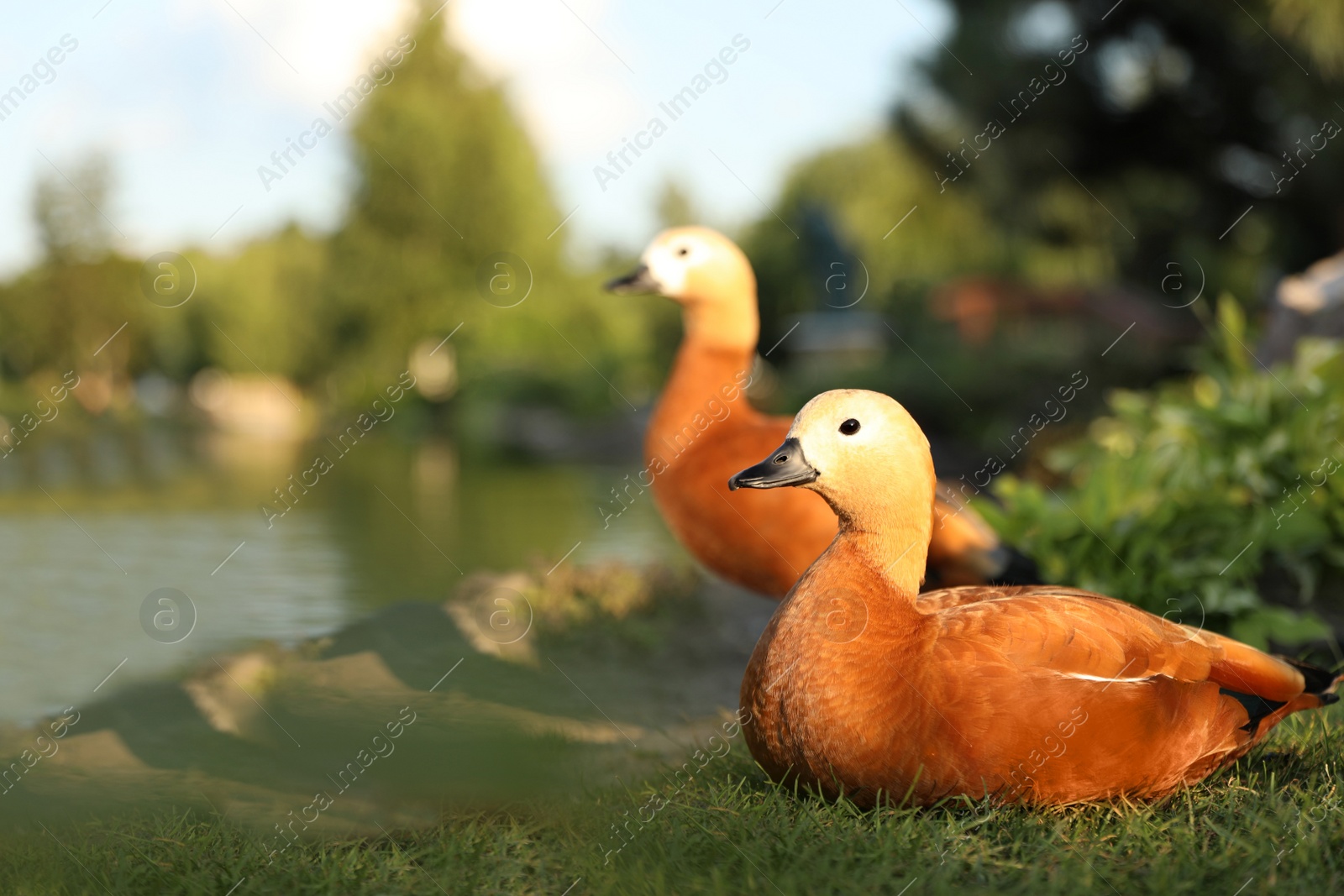 Photo of Beautiful ruddy shelducks sitting on grass near pond, space for text