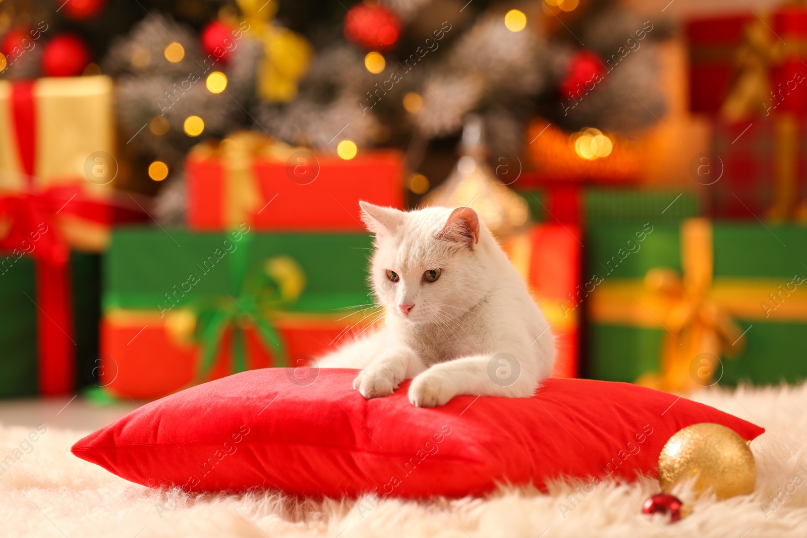 Photo of Cute white cat on pillow in room decorated for Christmas. Adorable pet