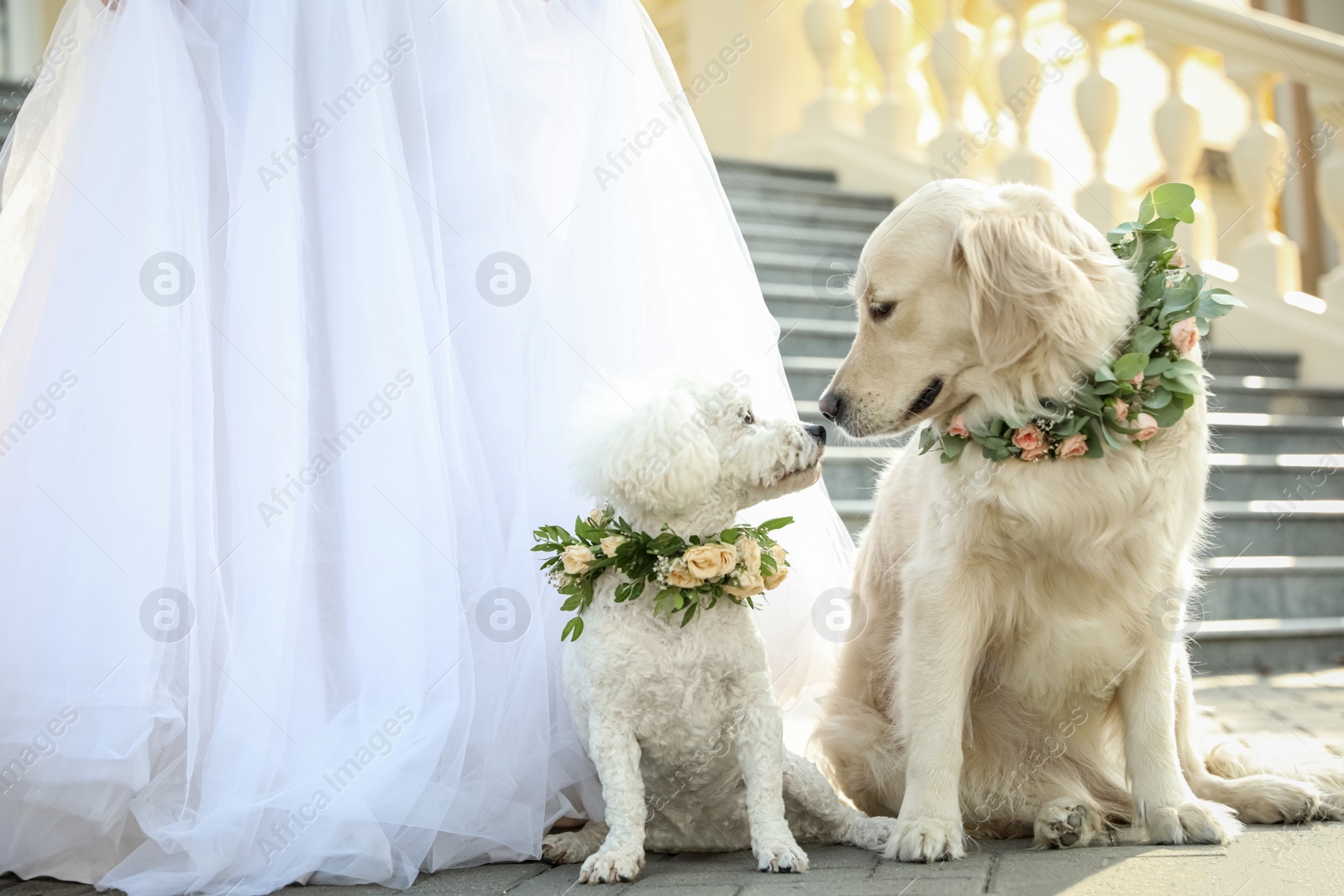 Photo of Bride and adorable dogs wearing wreathes made of beautiful flowers outdoors, closeup