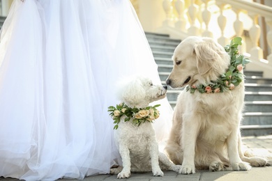 Photo of Bride and adorable dogs wearing wreathes made of beautiful flowers outdoors, closeup