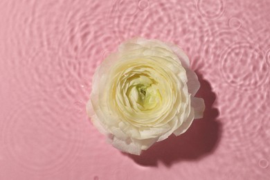 Photo of Beautiful white rose in water on pink background, top view