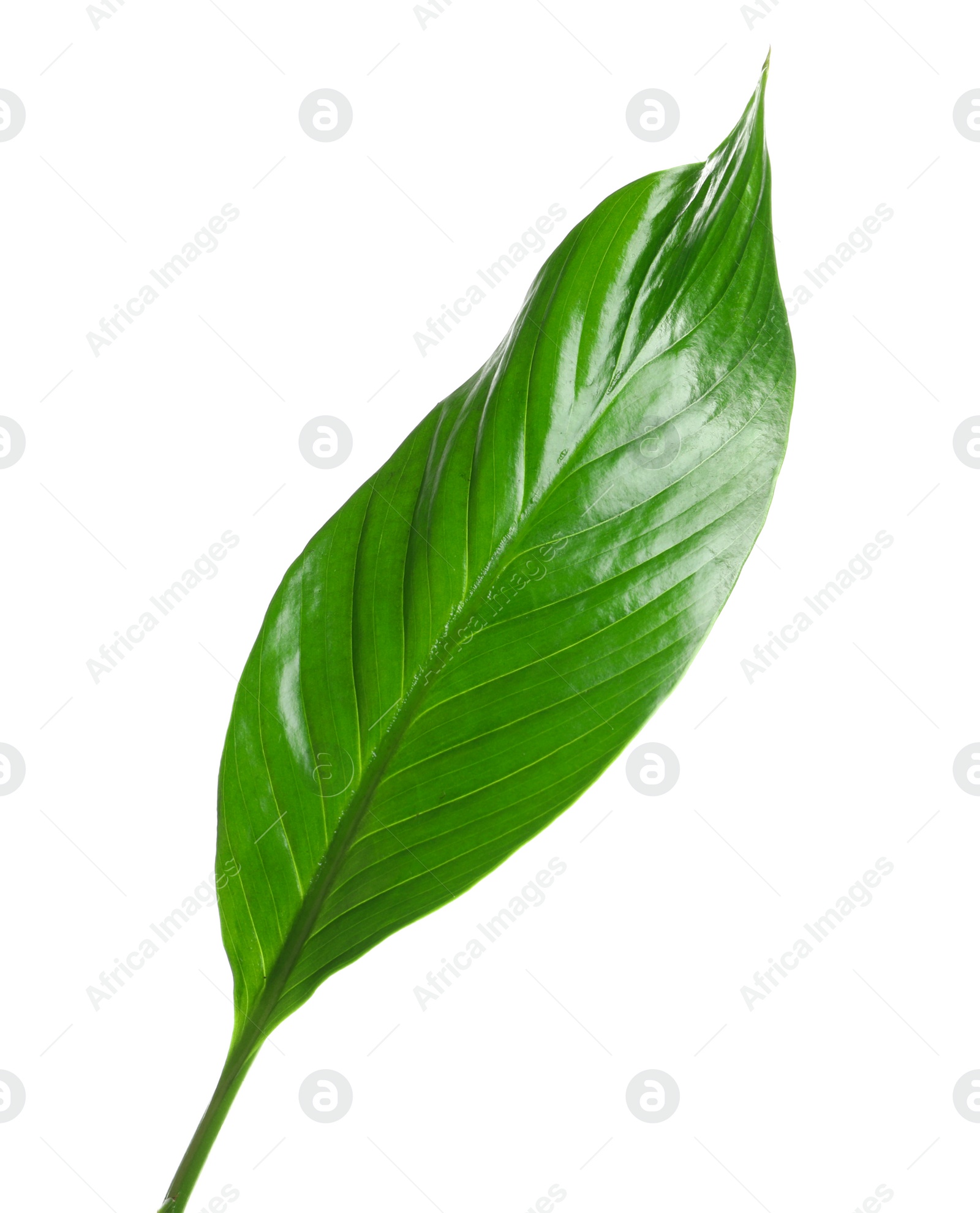 Photo of Beautiful tropical Spathiphyllum leaf on white background