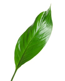 Beautiful tropical Spathiphyllum leaf on white background