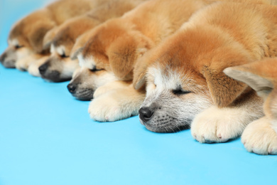 Photo of Cute Akita Inu puppies on light blue background. Baby animals