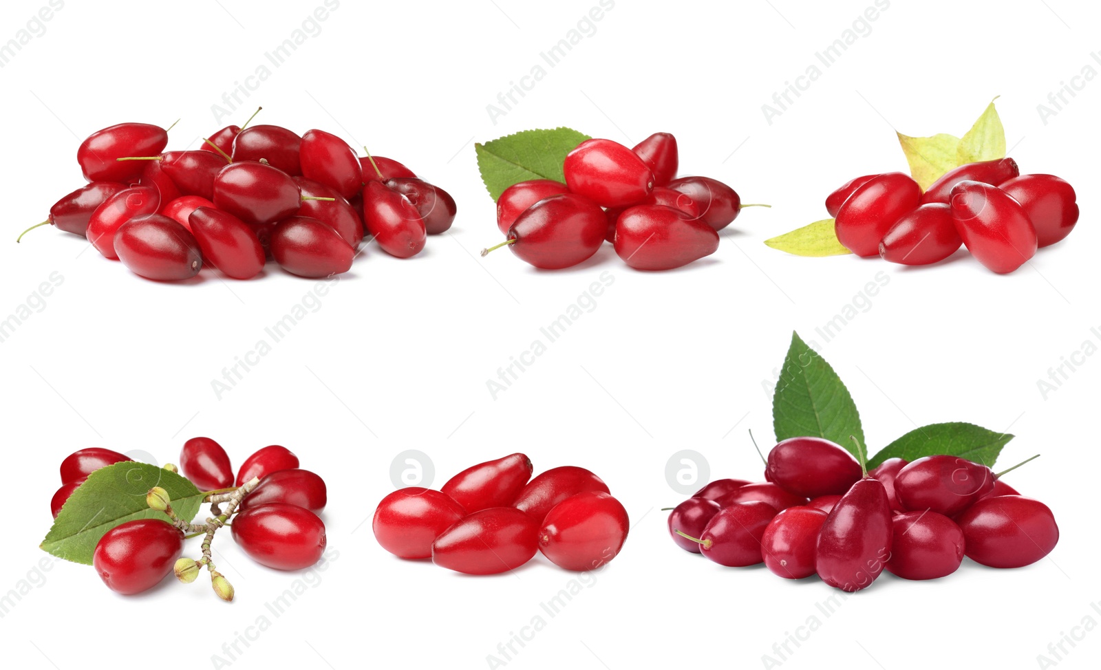 Image of Set of ripe red dogwood berries on white background