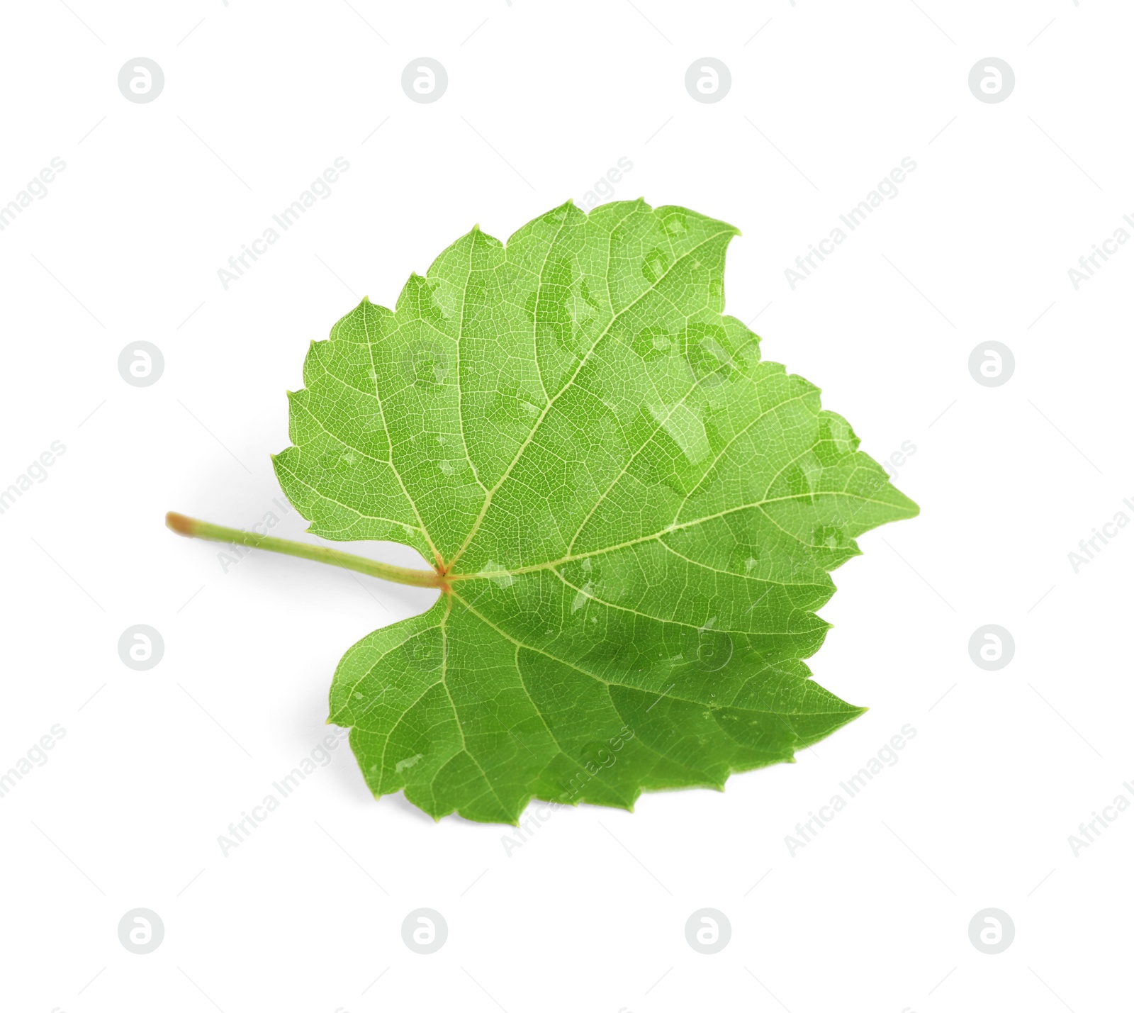 Photo of Fresh green leaf with water drops isolated on white. Grape plant