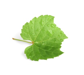 Fresh green leaf with water drops isolated on white. Grape plant